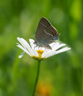 <i class='fa fa-user'></i>&nbsp;Jurgen Maassen&nbsp;|  Wegedoornpage&nbsp; <i class='fa fa-eye'>&nbsp;87</i> &nbsp;<i class='fa fa-thumbs-up'>&nbsp;10</i> &nbsp; <i class='fa fa-comment-o'>&nbsp;6</i>