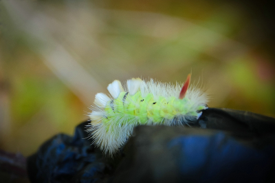 <i class='fa fa-user'></i>&nbsp;Bert Veerman&nbsp;|  Meriansborstel&nbsp; <i class='fa fa-eye'>&nbsp;77</i> &nbsp;<i class='fa fa-thumbs-up'>&nbsp;3</i> &nbsp; <i class='fa fa-comment-o'>&nbsp;4</i>