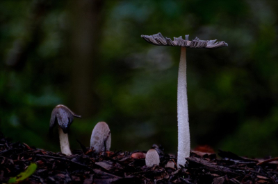 <i class='fa fa-user'></i>&nbsp;hesterb&nbsp;|  Hazenpootje&nbsp; <i class='fa fa-eye'>&nbsp;71</i> &nbsp; <i class='fa fa-comment-o'>&nbsp;5</i>