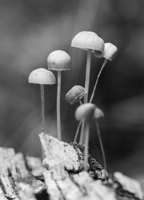 <i class='fa fa-user'></i>&nbsp;susan meijnders&nbsp;|  Mycena sp.&nbsp; <i class='fa fa-eye'>&nbsp;54</i> &nbsp; <i class='fa fa-comment-o'>&nbsp;2</i>