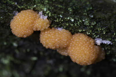 <i class='fa fa-user'></i>&nbsp;Martin Verbeeten&nbsp;|  Rossig Buiskussen&nbsp; <i class='fa fa-eye'>&nbsp;76</i> &nbsp;<i class='fa fa-thumbs-up'>&nbsp;1</i> &nbsp; <i class='fa fa-comment-o'>&nbsp;2</i>