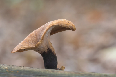 <i class='fa fa-user'></i>&nbsp;Johan van Gurp&nbsp;|  Waaierbuisjeszwam&nbsp; <i class='fa fa-eye'>&nbsp;57</i> &nbsp;<i class='fa fa-thumbs-up'>&nbsp;6</i> &nbsp; <i class='fa fa-comment-o'>&nbsp;4</i>