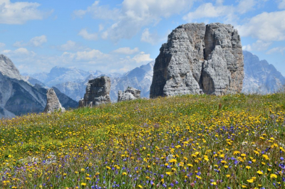 <i class='fa fa-user'></i>&nbsp;mauritskoenen48&nbsp;|  Bloemenweide Dolomieten&nbsp; <i class='fa fa-eye'>&nbsp;92</i> &nbsp;<i class='fa fa-thumbs-up'>&nbsp;1</i> &nbsp; <i class='fa fa-comment-o'>&nbsp;4</i>