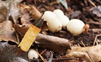 <i class='fa fa-user'></i>&nbsp;Jelle Bakker&nbsp;|  Kleine Stinkzwam&nbsp; <i class='fa fa-eye'>&nbsp;87</i> &nbsp; <i class='fa fa-comment-o'>&nbsp;4</i>