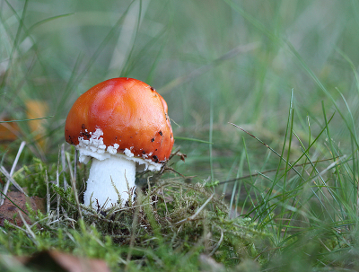 <i class='fa fa-user'></i>&nbsp;Paul Vandebroek&nbsp;|  Vliegenzwam&nbsp; <i class='fa fa-eye'>&nbsp;55</i> &nbsp;<i class='fa fa-thumbs-up'>&nbsp;4</i> &nbsp; <i class='fa fa-comment-o'>&nbsp;4</i>