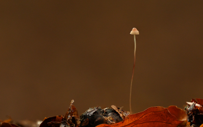 <i class='fa fa-user'></i>&nbsp;Eric Gibcus&nbsp;|  Tengere Beukentaailing&nbsp; <i class='fa fa-eye'>&nbsp;99</i> &nbsp;<i class='fa fa-thumbs-up'>&nbsp;2</i> &nbsp; <i class='fa fa-comment-o'>&nbsp;3</i>