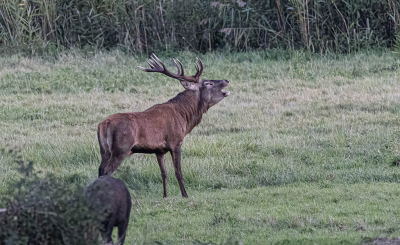 <i class='fa fa-user'></i>&nbsp;momo&nbsp;|  Edelhert&nbsp; <i class='fa fa-eye'>&nbsp;98</i> &nbsp;<i class='fa fa-thumbs-up'>&nbsp;2</i> &nbsp; <i class='fa fa-comment-o'>&nbsp;2</i>