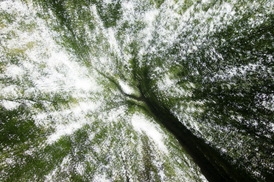 <i class='fa fa-user'></i>&nbsp;rixte&nbsp;|  Een boom in het bos&nbsp; <i class='fa fa-eye'>&nbsp;84</i> &nbsp;<i class='fa fa-thumbs-up'>&nbsp;5</i> &nbsp; <i class='fa fa-comment-o'>&nbsp;7</i>