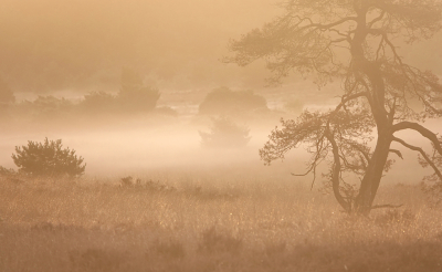 <i class='fa fa-user'></i>&nbsp;nelappelmelk&nbsp;|  Sprookjesmorgen&nbsp; <i class='fa fa-eye'>&nbsp;97</i> &nbsp;<i class='fa fa-thumbs-up'>&nbsp;13</i> &nbsp; <i class='fa fa-comment-o'>&nbsp;13</i>