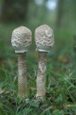 <i class='fa fa-user'></i>&nbsp;Jasper&nbsp;|  Grote Parasolzwam&nbsp; <i class='fa fa-eye'>&nbsp;49</i> &nbsp; <i class='fa fa-comment-o'>&nbsp;2</i>