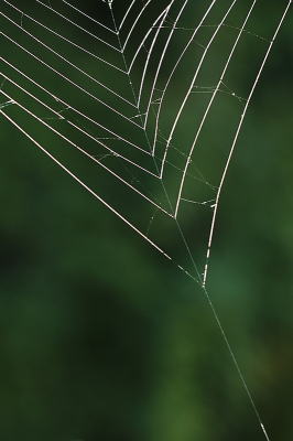 <i class='fa fa-user'></i>&nbsp;frbeuming&nbsp;|  Spinnenweb&nbsp; <i class='fa fa-eye'>&nbsp;44</i> &nbsp; <i class='fa fa-comment-o'>&nbsp;1</i>