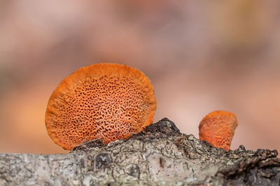 <i class='fa fa-user'></i>&nbsp;Johan van Gurp&nbsp;|  Vermiljoenhoutzwam&nbsp; <i class='fa fa-eye'>&nbsp;75</i> &nbsp;<i class='fa fa-thumbs-up'>&nbsp;4</i> &nbsp; <i class='fa fa-comment-o'>&nbsp;3</i>