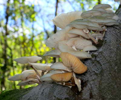 <i class='fa fa-user'></i>&nbsp;tonysettanta&nbsp;|  Porseleinzwam&nbsp; <i class='fa fa-eye'>&nbsp;66</i> &nbsp; <i class='fa fa-comment-o'>&nbsp;1</i>