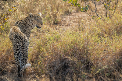 <i class='fa fa-user'></i>&nbsp;harrie69&nbsp;|  Luipaard&nbsp; <i class='fa fa-eye'>&nbsp;85</i> &nbsp; <i class='fa fa-comment-o'>&nbsp;4</i>