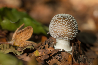 <i class='fa fa-user'></i>&nbsp;Willem Verhagen&nbsp;|  Panteramaniet&nbsp; <i class='fa fa-eye'>&nbsp;68</i> &nbsp; <i class='fa fa-comment-o'>&nbsp;6</i>