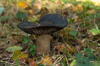 <i class='fa fa-user'></i>&nbsp;Willem Verhagen&nbsp;|  Grofplaatrussula&nbsp; <i class='fa fa-eye'>&nbsp;66</i> &nbsp; <i class='fa fa-comment-o'>&nbsp;2</i>