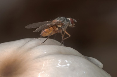 <i class='fa fa-user'></i>&nbsp;Johan van Gurp&nbsp;|  Phaonia sp.&nbsp; <i class='fa fa-eye'>&nbsp;52</i> &nbsp;<i class='fa fa-thumbs-up'>&nbsp;1</i> &nbsp; <i class='fa fa-comment-o'>&nbsp;2</i>