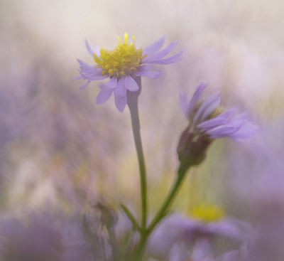 <i class='fa fa-user'></i>&nbsp;Nel R&nbsp;|  Zulte&nbsp; <i class='fa fa-eye'>&nbsp;63</i> &nbsp;<i class='fa fa-thumbs-up'>&nbsp;7</i> &nbsp; <i class='fa fa-comment-o'>&nbsp;9</i>