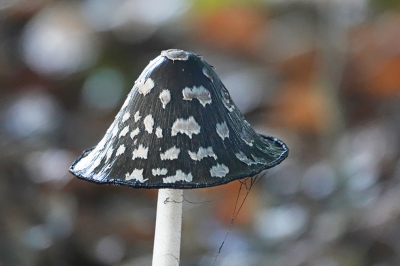 <i class='fa fa-user'></i>&nbsp;nelappelmelk&nbsp;|  Spechtinktzwam&nbsp; <i class='fa fa-eye'>&nbsp;81</i> &nbsp;<i class='fa fa-thumbs-up'>&nbsp;3</i> &nbsp; <i class='fa fa-comment-o'>&nbsp;9</i>