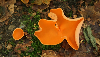 <i class='fa fa-user'></i>&nbsp;Ben Aalders&nbsp;|  Grote Oranje Bekerzwam&nbsp; <i class='fa fa-eye'>&nbsp;58</i> &nbsp;<i class='fa fa-thumbs-up'>&nbsp;4</i> &nbsp; <i class='fa fa-comment-o'>&nbsp;6</i>