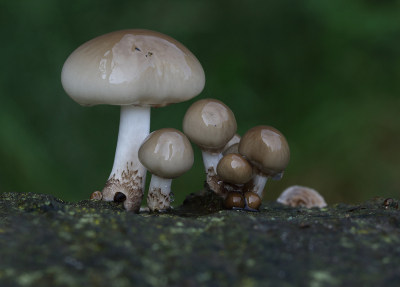 <i class='fa fa-user'></i>&nbsp;Ad Sprang&nbsp;|  Porseleinzwam&nbsp; <i class='fa fa-eye'>&nbsp;102</i> &nbsp;<i class='fa fa-thumbs-up'>&nbsp;6</i> &nbsp; <i class='fa fa-comment-o'>&nbsp;8</i>