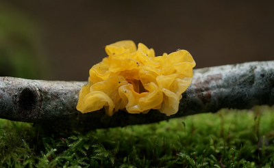 <i class='fa fa-user'></i>&nbsp;Ben Aalders&nbsp;|  Gele Trilzwam&nbsp; <i class='fa fa-eye'>&nbsp;55</i> &nbsp;<i class='fa fa-thumbs-up'>&nbsp;1</i> &nbsp; <i class='fa fa-comment-o'>&nbsp;4</i>