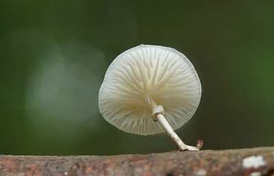 <i class='fa fa-user'></i>&nbsp;Ben Aalders&nbsp;|  Porseleinzwam&nbsp; <i class='fa fa-eye'>&nbsp;74</i> &nbsp;<i class='fa fa-thumbs-up'>&nbsp;6</i> &nbsp; <i class='fa fa-comment-o'>&nbsp;8</i>