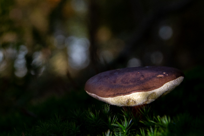 In het bos kwam ik deze kastanjeboleet tegen. Even wat geexperimenteerd met bijlichten. Leverde m.i. een mooi plaatje op.