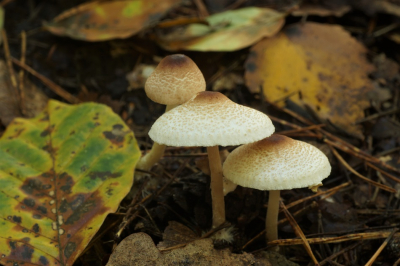 <i class='fa fa-user'></i>&nbsp;Jelle Bakker&nbsp;|  Stinkparasolzwam&nbsp; <i class='fa fa-eye'>&nbsp;43</i> &nbsp; <i class='fa fa-comment-o'>&nbsp;2</i>