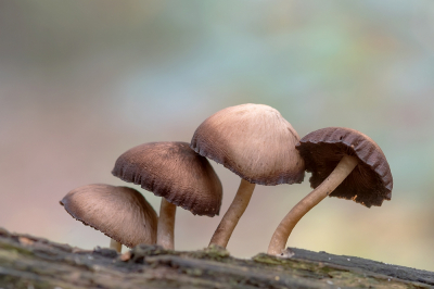 <i class='fa fa-user'></i>&nbsp;Johan van Gurp&nbsp;|  Franjehoed sp.&nbsp; <i class='fa fa-eye'>&nbsp;61</i> &nbsp;<i class='fa fa-thumbs-up'>&nbsp;4</i> &nbsp; <i class='fa fa-comment-o'>&nbsp;8</i>