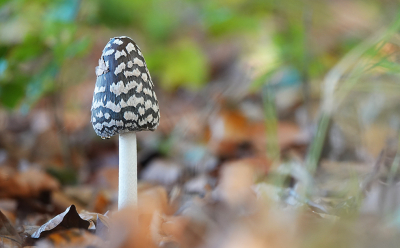 <i class='fa fa-user'></i>&nbsp;nelappelmelk&nbsp;|  Spechtinktzwam&nbsp; <i class='fa fa-eye'>&nbsp;89</i> &nbsp;<i class='fa fa-thumbs-up'>&nbsp;4</i> &nbsp; <i class='fa fa-comment-o'>&nbsp;6</i>