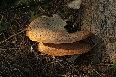 <i class='fa fa-user'></i>&nbsp;frbeuming&nbsp;|  Zadelzwam&nbsp; <i class='fa fa-eye'>&nbsp;42</i> &nbsp; <i class='fa fa-comment-o'>&nbsp;2</i>