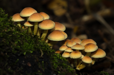 <i class='fa fa-user'></i>&nbsp;Willem Verhagen&nbsp;|  Gewone Zwavelkop&nbsp; <i class='fa fa-eye'>&nbsp;47</i> &nbsp;<i class='fa fa-thumbs-up'>&nbsp;1</i> &nbsp; <i class='fa fa-comment-o'>&nbsp;2</i>