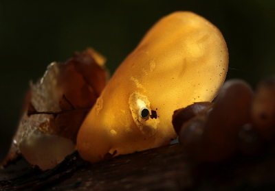 <i class='fa fa-user'></i>&nbsp;Meindert&nbsp;|  Echt Judasoor&nbsp; <i class='fa fa-eye'>&nbsp;70</i> &nbsp; <i class='fa fa-comment-o'>&nbsp;3</i>