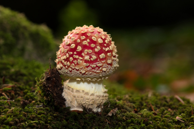 <i class='fa fa-user'></i>&nbsp;Willem Verhagen&nbsp;|  Vliegenzwam&nbsp; <i class='fa fa-eye'>&nbsp;63</i> &nbsp;<i class='fa fa-thumbs-up'>&nbsp;3</i> &nbsp; <i class='fa fa-comment-o'>&nbsp;9</i>