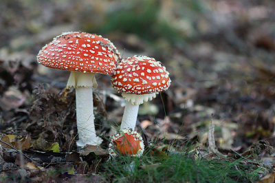 <i class='fa fa-user'></i>&nbsp;Paul Vandebroek&nbsp;|  Vliegenzwam&nbsp; <i class='fa fa-eye'>&nbsp;88</i> &nbsp;<i class='fa fa-thumbs-up'>&nbsp;4</i> &nbsp; <i class='fa fa-comment-o'>&nbsp;8</i>