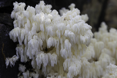 <i class='fa fa-user'></i>&nbsp;Martin Verbeeten&nbsp;|  Kammetjesstekelzwam&nbsp; <i class='fa fa-eye'>&nbsp;94</i> &nbsp;<i class='fa fa-thumbs-up'>&nbsp;4</i> &nbsp; <i class='fa fa-comment-o'>&nbsp;3</i>