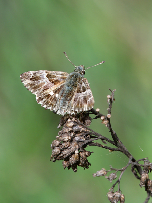 <i class='fa fa-user'></i>&nbsp;josephine&nbsp;|  Pluimdikkopje&nbsp; <i class='fa fa-eye'>&nbsp;77</i> &nbsp;<i class='fa fa-thumbs-up'>&nbsp;2</i> &nbsp; <i class='fa fa-comment-o'>&nbsp;5</i>