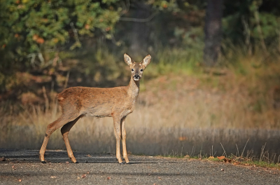 <i class='fa fa-user'></i>&nbsp;nelappelmelk&nbsp;|  Ree&nbsp; <i class='fa fa-eye'>&nbsp;88</i> &nbsp; <i class='fa fa-comment-o'>&nbsp;6</i>