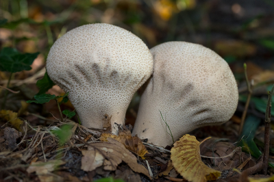 <i class='fa fa-user'></i>&nbsp;Willem Verhagen&nbsp;|  Plooivoetstuifzwam&nbsp; <i class='fa fa-eye'>&nbsp;75</i> &nbsp;<i class='fa fa-thumbs-up'>&nbsp;4</i> &nbsp; <i class='fa fa-comment-o'>&nbsp;6</i>