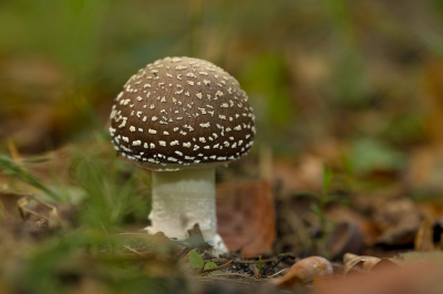 <i class='fa fa-user'></i>&nbsp;Willem Verhagen&nbsp;|  Panteramaniet&nbsp; <i class='fa fa-eye'>&nbsp;89</i> &nbsp; <i class='fa fa-comment-o'>&nbsp;6</i>