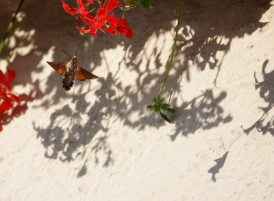 <i class='fa fa-user'></i>&nbsp;Jurgen Maassen&nbsp;|  Kolibrievlinder&nbsp; <i class='fa fa-eye'>&nbsp;109</i> &nbsp;<i class='fa fa-thumbs-up'>&nbsp;1</i> &nbsp; <i class='fa fa-comment-o'>&nbsp;2</i>