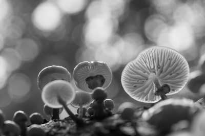 <i class='fa fa-user'></i>&nbsp;Niels72&nbsp;|  Porseleinzwam&nbsp; <i class='fa fa-eye'>&nbsp;71</i> &nbsp;<i class='fa fa-thumbs-up'>&nbsp;5</i> &nbsp; <i class='fa fa-comment-o'>&nbsp;6</i>