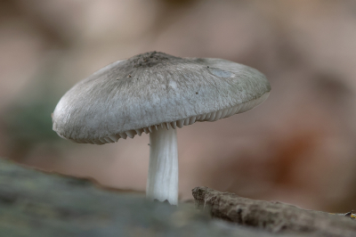 <i class='fa fa-user'></i>&nbsp;Johan van Gurp&nbsp;|  Grauwgroene Hertenzwam&nbsp; <i class='fa fa-eye'>&nbsp;69</i> &nbsp; <i class='fa fa-comment-o'>&nbsp;3</i>