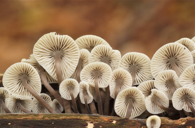 <i class='fa fa-user'></i>&nbsp;Jelle Bakker&nbsp;|  Bundelmycena&nbsp; <i class='fa fa-eye'>&nbsp;82</i> &nbsp;<i class='fa fa-thumbs-up'>&nbsp;6</i> &nbsp; <i class='fa fa-comment-o'>&nbsp;6</i>