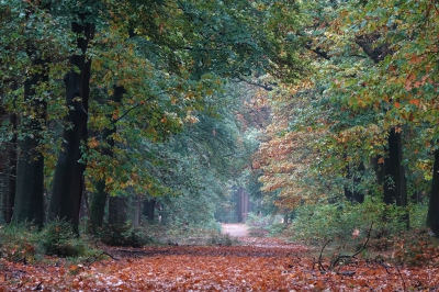 <i class='fa fa-user'></i>&nbsp;nelappelmelk&nbsp;|  Herfst&nbsp; <i class='fa fa-eye'>&nbsp;82</i> &nbsp; <i class='fa fa-comment-o'>&nbsp;4</i>