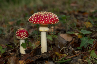 <i class='fa fa-user'></i>&nbsp;Willem Verhagen&nbsp;|  Vliegenzwam&nbsp; <i class='fa fa-eye'>&nbsp;84</i> &nbsp; <i class='fa fa-comment-o'>&nbsp;4</i>