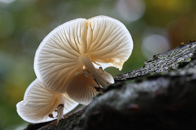 <i class='fa fa-user'></i>&nbsp;Paul Vandebroek&nbsp;|  Porseleinzwam&nbsp; <i class='fa fa-eye'>&nbsp;82</i> &nbsp;<i class='fa fa-thumbs-up'>&nbsp;6</i> &nbsp; <i class='fa fa-comment-o'>&nbsp;7</i>