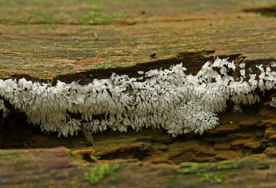 <i class='fa fa-user'></i>&nbsp;Cor&nbsp;|  Gewoon IJsvingertje&nbsp; <i class='fa fa-eye'>&nbsp;103</i> &nbsp;<i class='fa fa-thumbs-up'>&nbsp;3</i> &nbsp; <i class='fa fa-comment-o'>&nbsp;7</i>