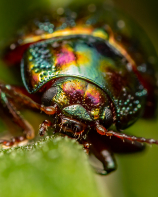 <i class='fa fa-user'></i>&nbsp;birgittaroos&nbsp;|  Rozemarijngoudhaantje&nbsp; <i class='fa fa-eye'>&nbsp;106</i> &nbsp;<i class='fa fa-thumbs-up'>&nbsp;1</i> &nbsp; <i class='fa fa-comment-o'>&nbsp;5</i>